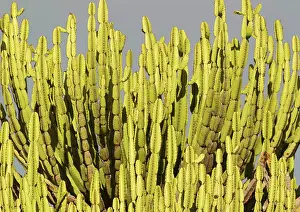 Latex: Lebombo Euphorbia