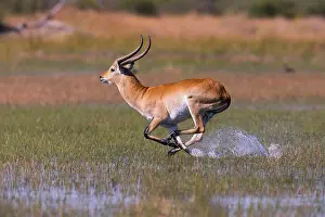 Waterbuck: Lechwe (Kobus leche male running through water