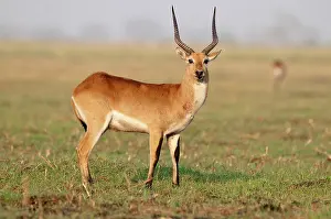 Lechwes: Lechwe - standing in short grass