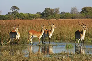 Waterbucks: Lechwe Waterbuck