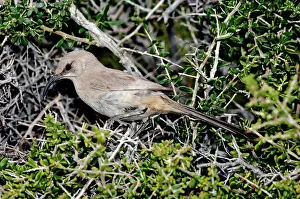 Toxostoma: LeConte's Thrasher in bush