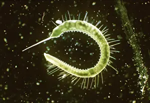 Emma Coghlan: LEECH