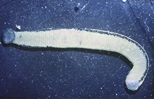 Worms: LEECH - MEDICINAL