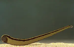 Leech: Leech - swimming