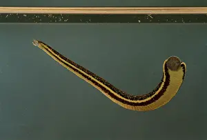 Leech: Leech - swimming