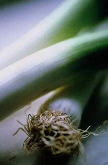 Leek: Leek