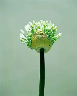 Leek: Leek