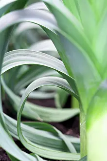 Leek: Leek