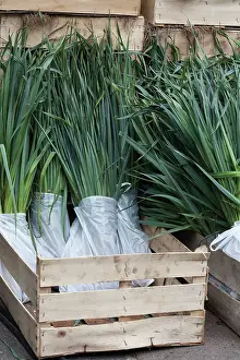 Leek: Leek