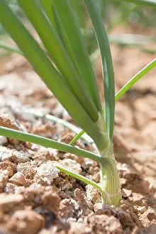 Leek: Leek