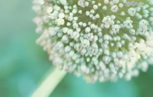 Leek: Leek