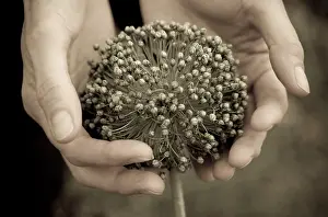 Nurturing: Leek