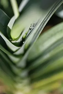 Leek: Leek