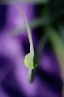 Leek: Leek