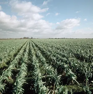 Leek: Leek crop in winter