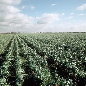 Leek: Leek crop in winter