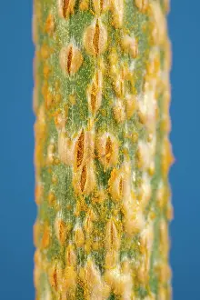 Leek: Leek rust on allium leaves - Norfolk UK