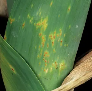 Leek: Leek rust (Puccinia porri)