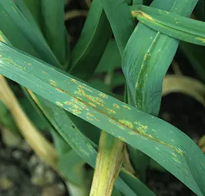 Leek: Leek rust (Puccinia porri)