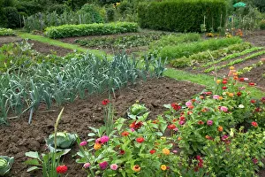 Allotment: Leeks growing in Allotment / Vegetable Garden /
