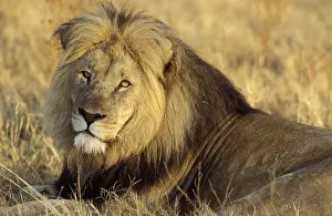 Afrika: leeuw