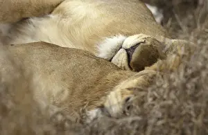 Zoogdieren: leeuw