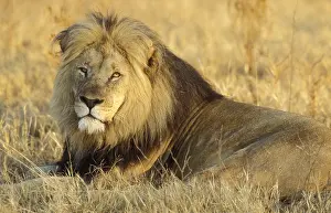 Afrika: leeuw