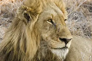 Afrika: leeuw