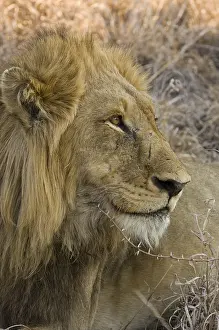 Afrika: leeuw