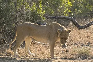 Afrika: leeuw