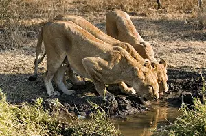 Afrika: leeuw