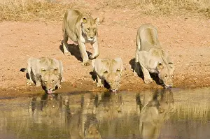 Afrika: leeuw