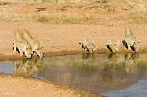 Afrika: leeuw