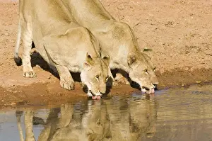 Afrika: leeuw
