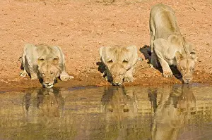 Afrika: leeuw