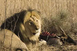 Afrika: leeuw