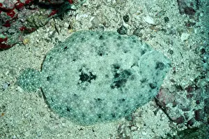 Bothus: LEFT EYE FLOUNDER - Camouflaged