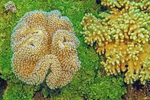Mauritius: Left Leather coral (Sarcophyton glaucum), below