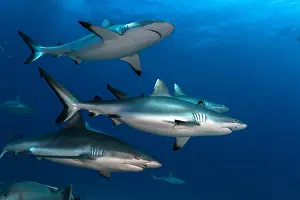Carcharhinus: Left side view group of Grey Sharks (Carcharhinus
