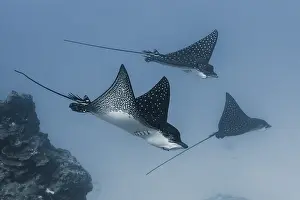 Elasmobranchii: Left side wide view Spotted Eagle Ray (Aetobatus