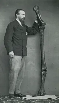 Soldier: Leg Bones of Australian Dinornis, 1872