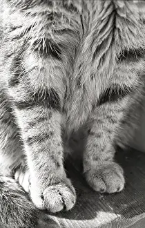 Lost: Legged cat Refuge of Beauregard France