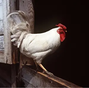 Leghorn: LEGHORN CHICKEN