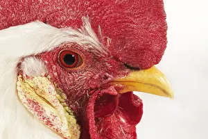 Home: Leghorn Domestic Cock, portrait of the cock against white