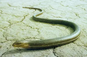 Legless: Legless Lizard