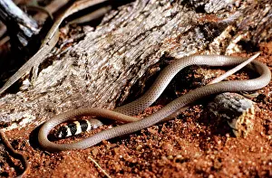 Auscape - Named Photographers: Legless Lizard