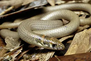 Legless: Legless Lizard
