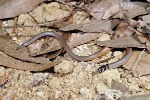 Legless: Legless Lizard