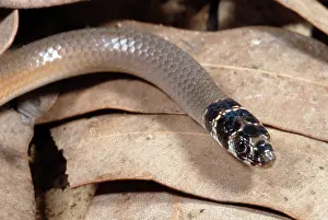 Legless: Legless Lizard