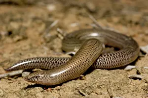 Scincidae: Legless lizard